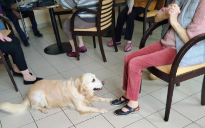 🐾 Séance de médiation canine dans le Saintois !